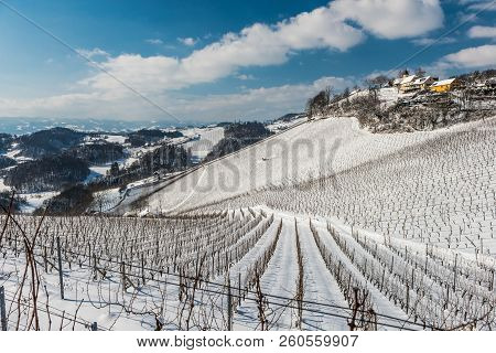 Rows Of Vineyards Covered With White Snow In Sunny Winter Day. Styria, Austria