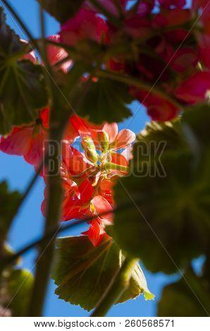 They Are From The Same Plant Family As The Hardy Perennial Geranium, However, Pelargoniums Are Tende