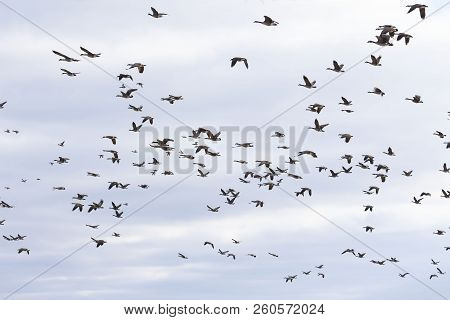 Hunting Season Waterfowl, Geese, Ducks.
The Many Hunters Waiting For   The Flocks 
Of Geese And Duck