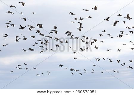 Hunting Season Waterfowl, Geese, Ducks.
The Many Hunters Waiting For   The Flocks 
Of Geese And Duck