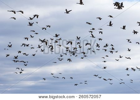 Hunting Season Waterfowl, Geese, Ducks.
The Many Hunters Waiting For   The Flocks 
Of Geese And Duck