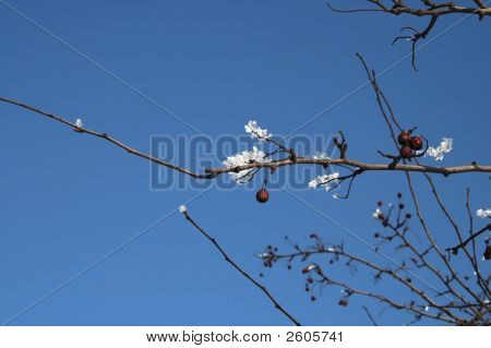 Winter Cherry