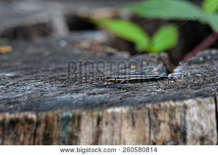 Juvenile Five-lined Skink On Tree Stump. It Is A Species Of Lizard Endemic To North America And One 
