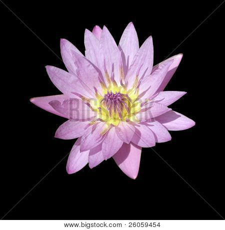 rosa vatten lilly på svart
