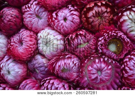Purple Paper Flower Or Straw Flower Background