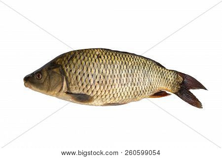 One Whole Unpeeled Fish Crucian Carp Isolated On White Background. Fresh Fish With Scales. Freshwate