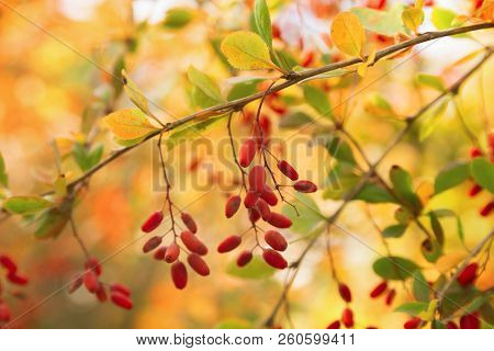 Barberry Berries Hanging On A Branch On A Colorful Background Of Boken. Colors Of Autumn. Branch Wit
