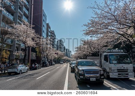 Tokyo, Japan - March 29, 2018: Cherry Blossom Around Yasukuni Shrine, Tokyo, Japan. Yasukuni Shrine 