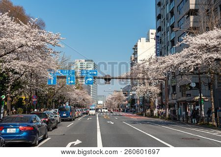Tokyo, Japan - March 29, 2018: Cherry Blossom Around Yasukuni Shrine, Tokyo, Japan. Yasukuni Shrine 