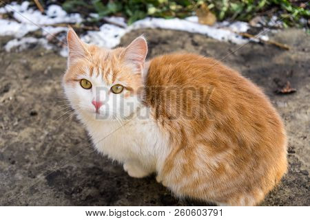Homeless White And Ed Kitten Sitting On The Ground