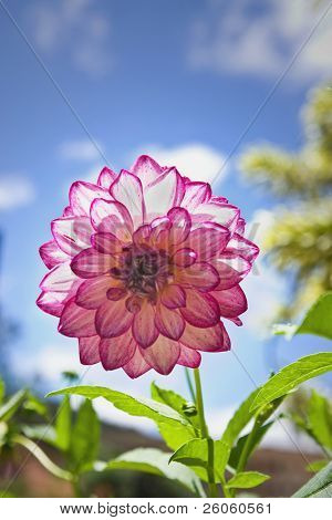  dahlia สีม่วง