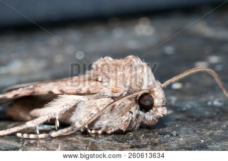 Night Insect Brown Moth Close Up Picture