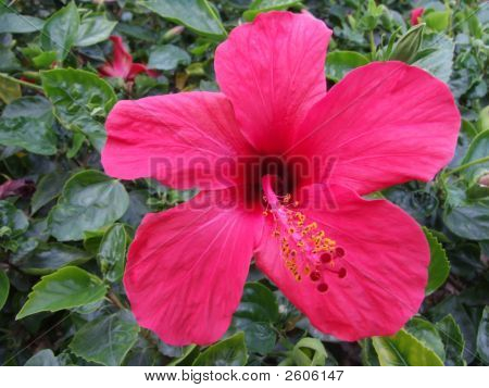 Hibisco de flor