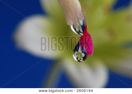 Flor em Waterdrop