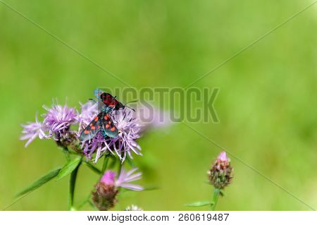 A Six-spot Burnet Moth -zygaena Filipendulae- Sitting On Knapweed -centaurea Genus- Flower, In The I
