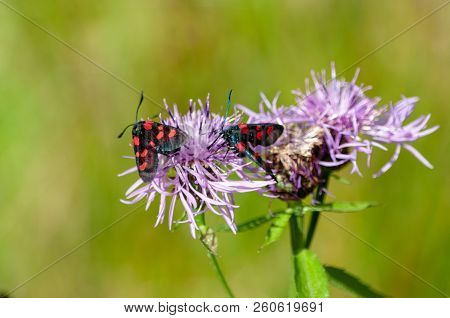 A Six-spot Burnet Moth -zygaena Filipendulae- Sitting On Knapweed -centaurea Genus- Flower, In The I