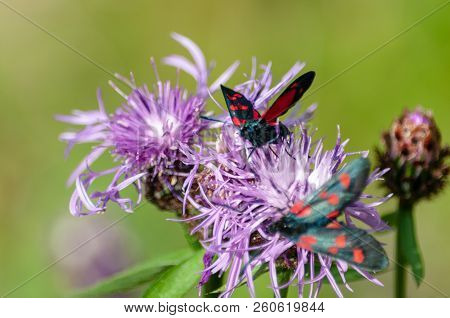 A Six-spot Burnet Moth -zygaena Filipendulae- Sitting On Knapweed -centaurea Genus- Flower, In The I