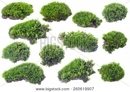 Green Moss Isolated On White Background Close Up