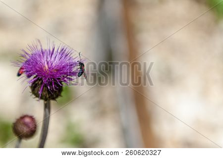 A Six-spot Burnet Moth -zygaena Filipendulae- Sitting On Knapweed -centaurea Genus- Flower, In The I