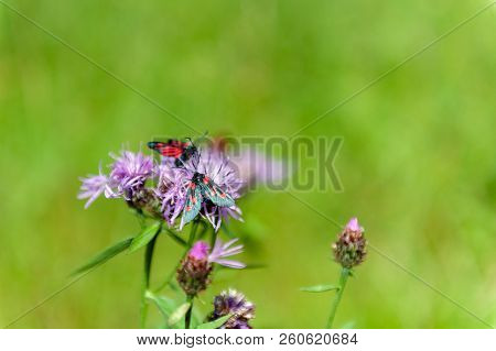 A Six-spot Burnet Moth -zygaena Filipendulae- Sitting On Knapweed -centaurea Genus- Flower, In The I
