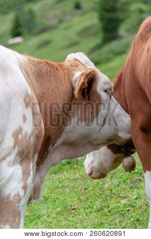 A Group Of Swiss Cows, Grazing In A Meadow In The Itialian Alps, In The Dolomites, On A Summer After