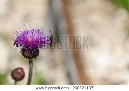 A Six-spot Burnet Moth -zygaena Filipendulae- Sitting On Knapweed -centaurea Genus- Flower, In The I