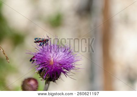 A Six-spot Burnet Moth -zygaena Filipendulae- Sitting On Knapweed -centaurea Genus- Flower, In The I