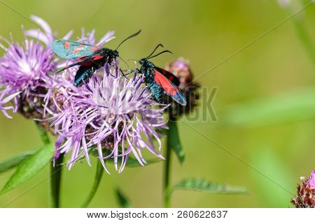 A Six-spot Burnet Moth -zygaena Filipendulae- Sitting On Knapweed -centaurea Genus- Flower, In The I