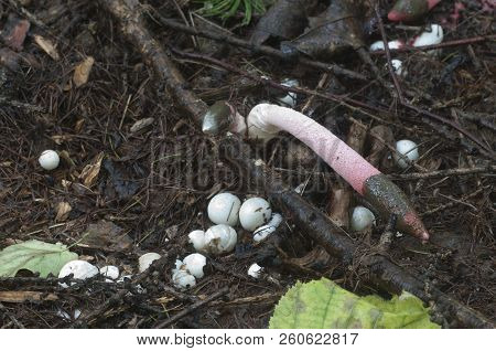 Mushrooms (mutinus Ravenelii) On A Forest Soil
