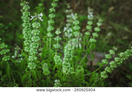 Flowering Lemon Basil Useful Spice Harry Basil Thai Lemon Basil