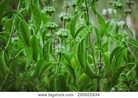 Lemon Basil Thai Lemon Basil Ocimum Basil Hybrid Plant