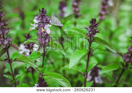 Flowering Thai Basil In The Garden Purple Spice Thai Vietnamese Cuisine