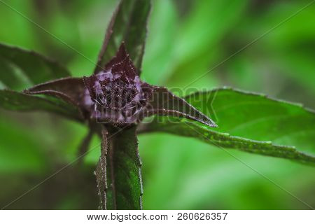 Thai Basil Closeup Spice Thai Vietnamese Cuisine Ocimum Basilicum