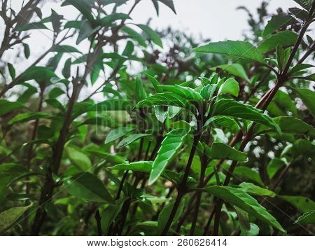 Thai Basil Outdoor Cultivation Of Useful Plants In The Garden