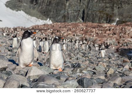 Gentoo Penguins Couple Standing On The Coastline With The Whole Flock In The Background, Cuverville 