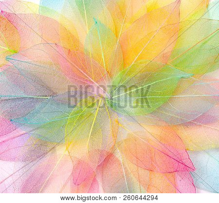 Colored Leafs. Leaf Texture Pattern. Macro Leaves Background Texture. Floral Design. Leaves. Rainbow