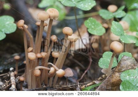 Mushrooms (gymnopus Confluens) On An Old Gray Autumn Leaves