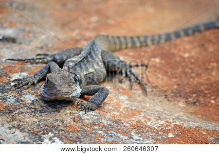 Australian Eastern Water Dragon (itellagama Lesueurii) On Colourful Lichen Covered Sandstone Rock, R