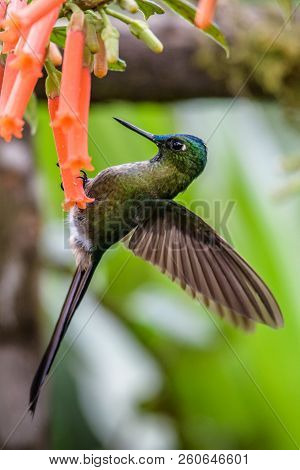 Hummingbird In Flight - Versicolored Emerald (amazilia Versicolor) In Iguazu Falls, Brasil - Argenti