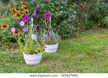 Beautiful Bright Garden Flower In Pots Outdoors. Garden Decoration.