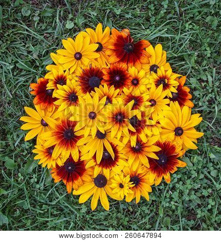 Floral Background. Black-eyed Susan Or Rudbeckia Hirta Plant, Brown Betty, Gloriosa Daisy, Golden Je