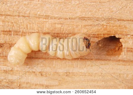 Larva Bark Beetle (scolytinae). Larva Of Bark Beetles Legless On Wood Background.