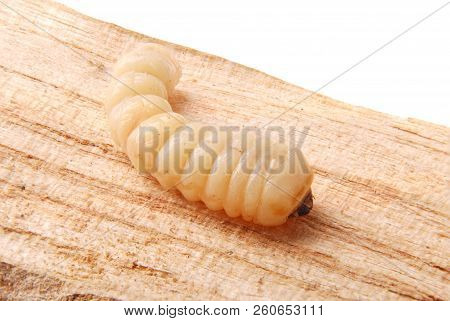 Larva Bark Beetle (scolytinae). Larva Of Bark Beetles Legless On Wood Background.