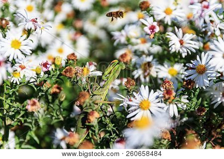 Mantis Hunt In White Flowers On A Flying Bee