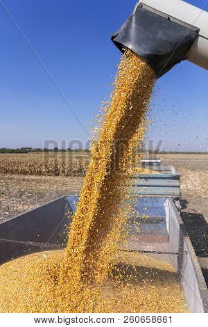 Corn Falling From Combine Harvester Auger Into Grain Cart. Unloading Auger In Action.
