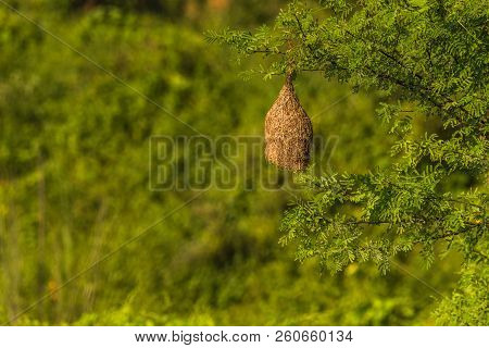 Abandoned Nest Of Baya Weaver Nest Isolated Background