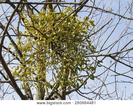 Mistletoe Plant Growing On A Tree, Traditional Symbol Of Christmas Holidays