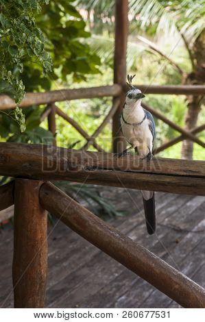 White Throated Magpie Jay Sits On A Wooden Railing In A Tropical Garden