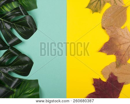 Monstera Leaves And Autumn Maple Leaves On A Split Blue-green And Bright Yellow Background (top View