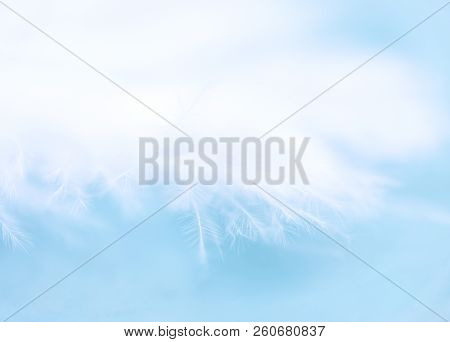 Beautiful Fairy-like Abstract Background (macro Shot Of A White Feather On A Light Blue Background, 